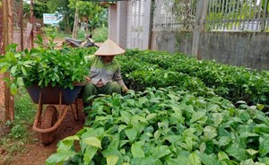 Trong 3 năm, Đắk Lắk tái canh hơn 10 nghìn ha cà phê